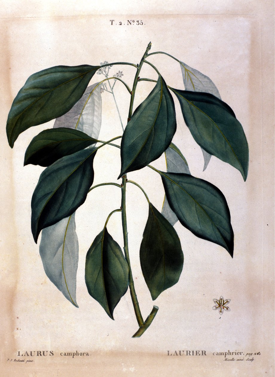 Laakeri: kamferi. 1800-luvun herbaario. tekijältä Unknown artist