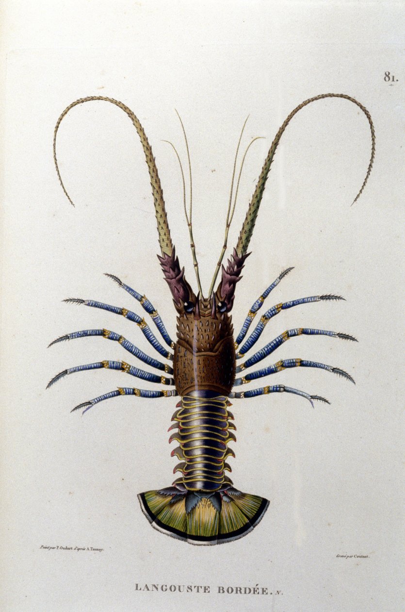 Hummeri. 1800-luvulla tekijältä Unknown artist