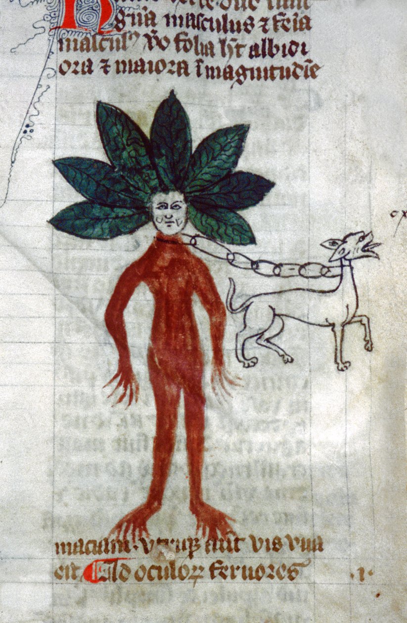 Mandrake. 1400-luku (pienikokoinen) tekijältä Unknown artist