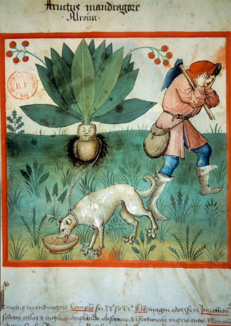Mandrake. Lääkekasvi, jolle on usein liitetty poikkeuksellisia maagisia hyveitä. Valaistus lääketieteen ja dietetiikan lypsystä "" Tacuinum sanitatis"" tekijältä Unknown artist