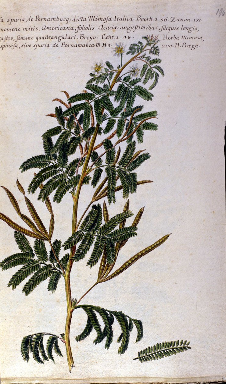 Mimosa, kasvitieteellinen taulu, kaiverrus. tekijältä Unknown artist