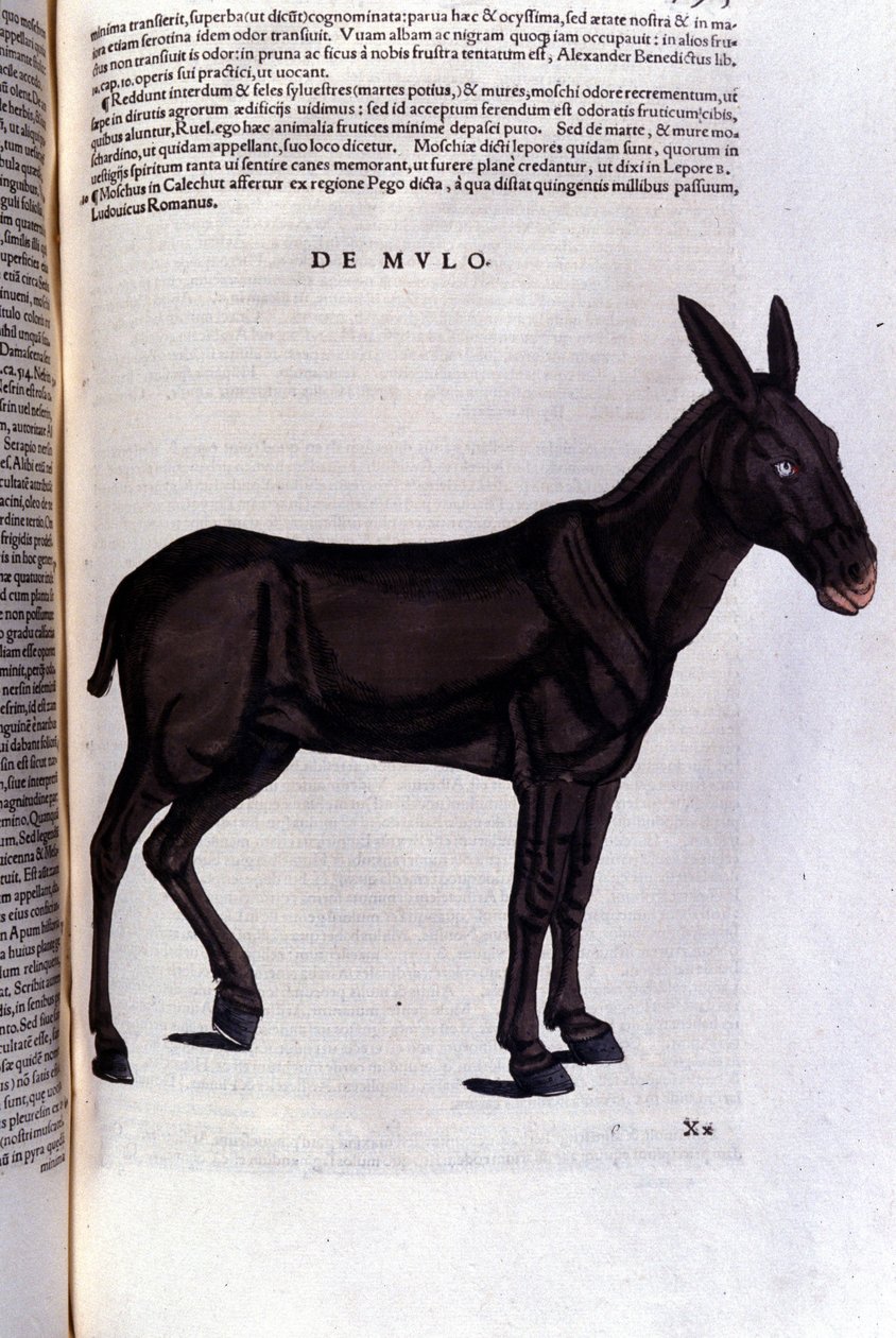 Keltti Historiae animaliumin jälkeen kirjoittanut Konrad Gesner, Tiguri tekijältä Unknown artist