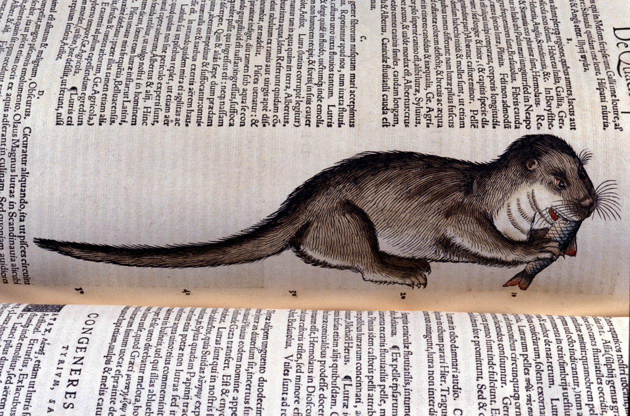 Saukko - Historia Animalium kirjoittanut Conrad Gesner (1516 - 1565), Tiguri tekijältä Unknown artist