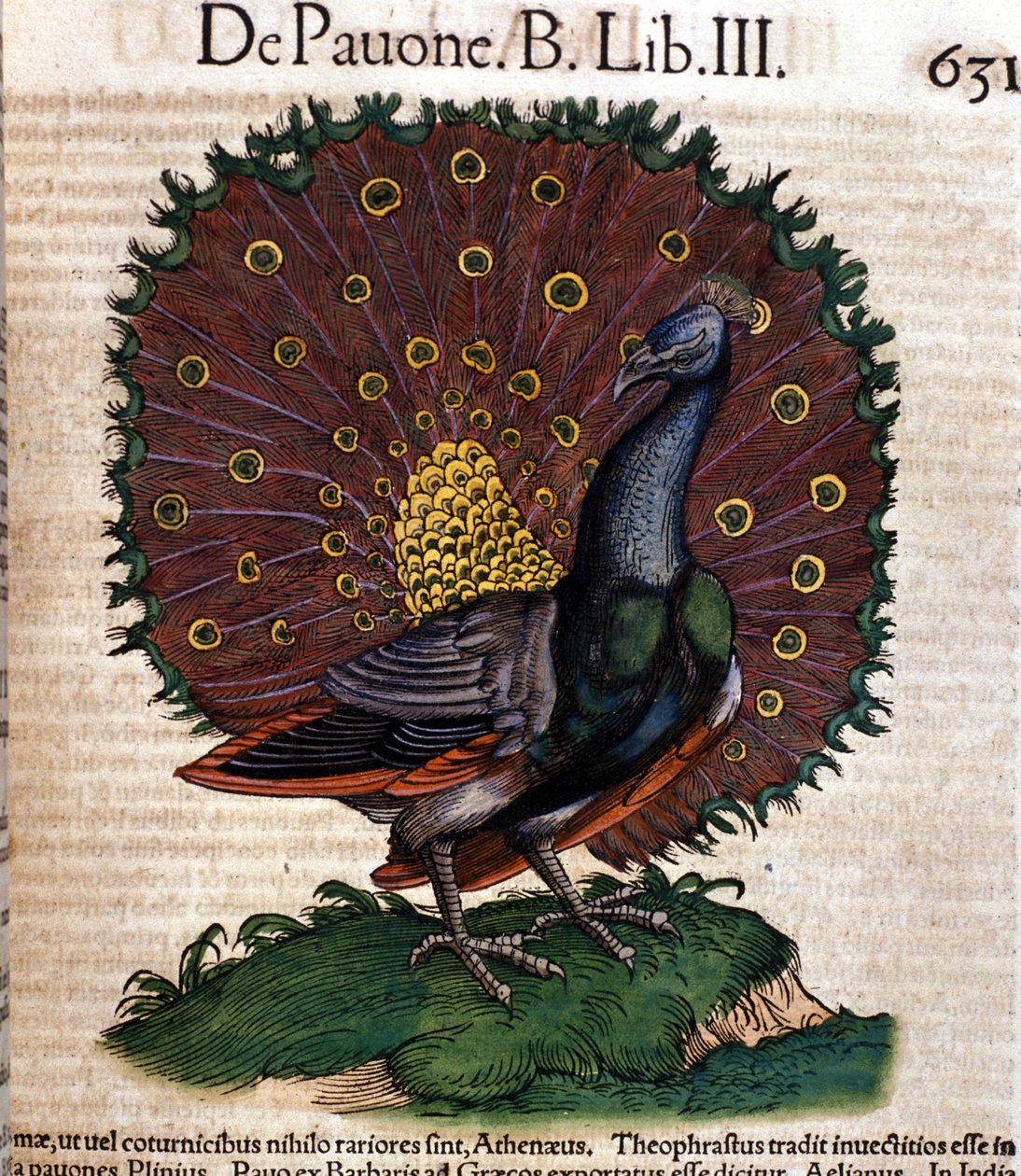 Rikinkukko Historia Animaliumin mukaan, kirjoittanut Conrad Gesner, Tiguri 1560. Biblioteca Nazionale Braidense. Milano tekijältä Unknown artist
