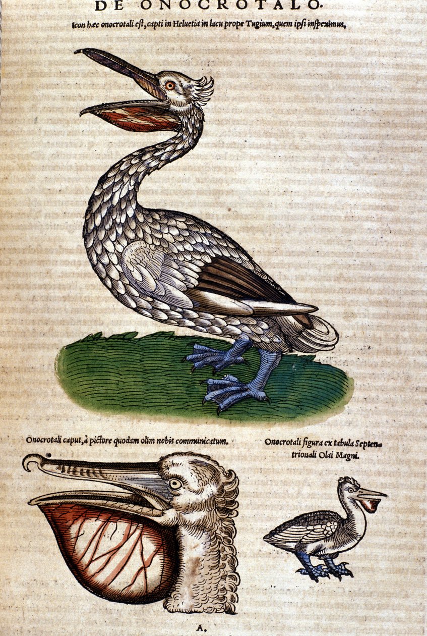 Pelikaani Konrad Gesnerin Tigurin "History of Animals" -sarjasta tekijältä Unknown artist
