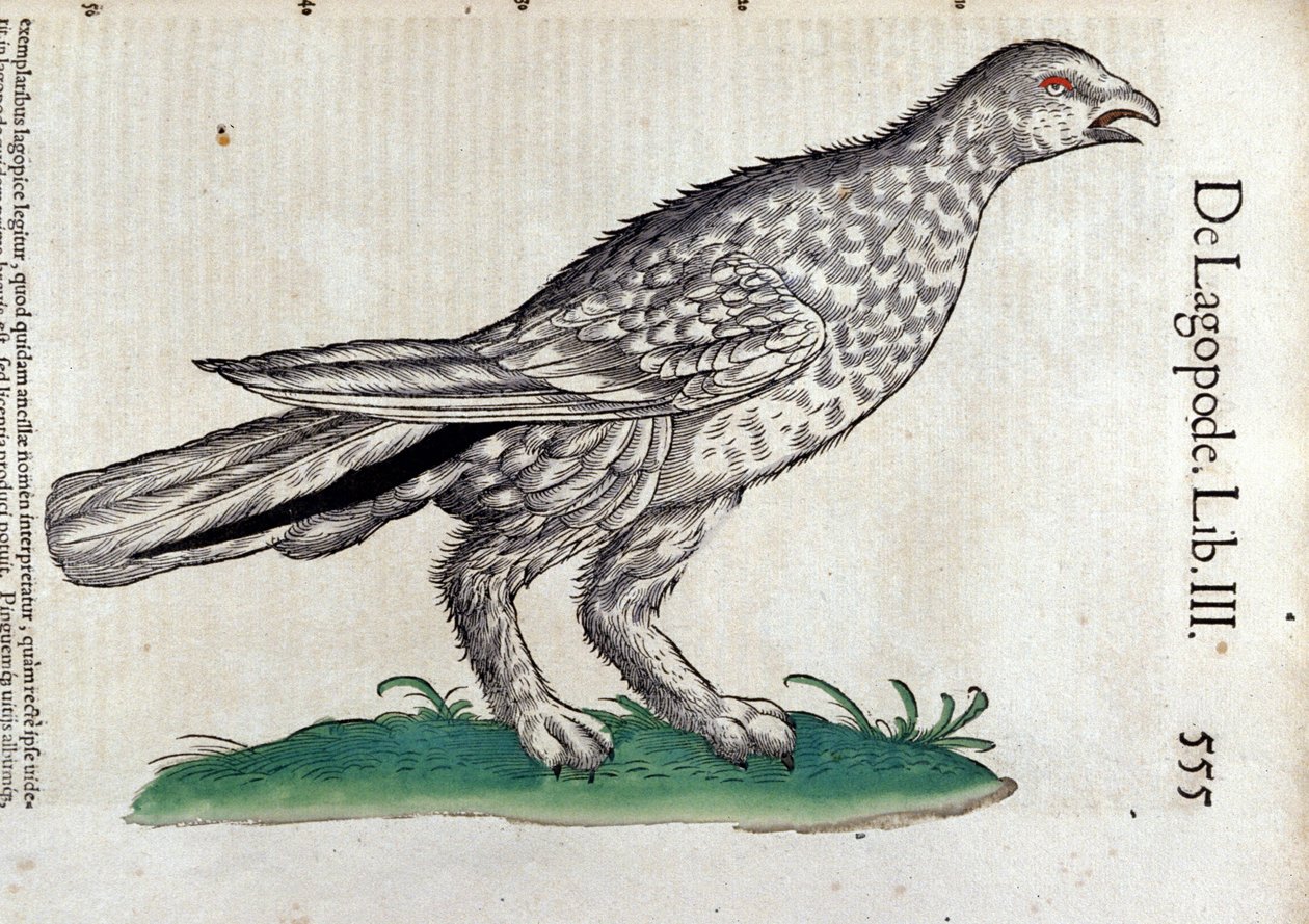 Conrad Gesnerin (1516 - 1565), Tigurin hakija kirjassa Eläinten historia tekijältä Unknown artist