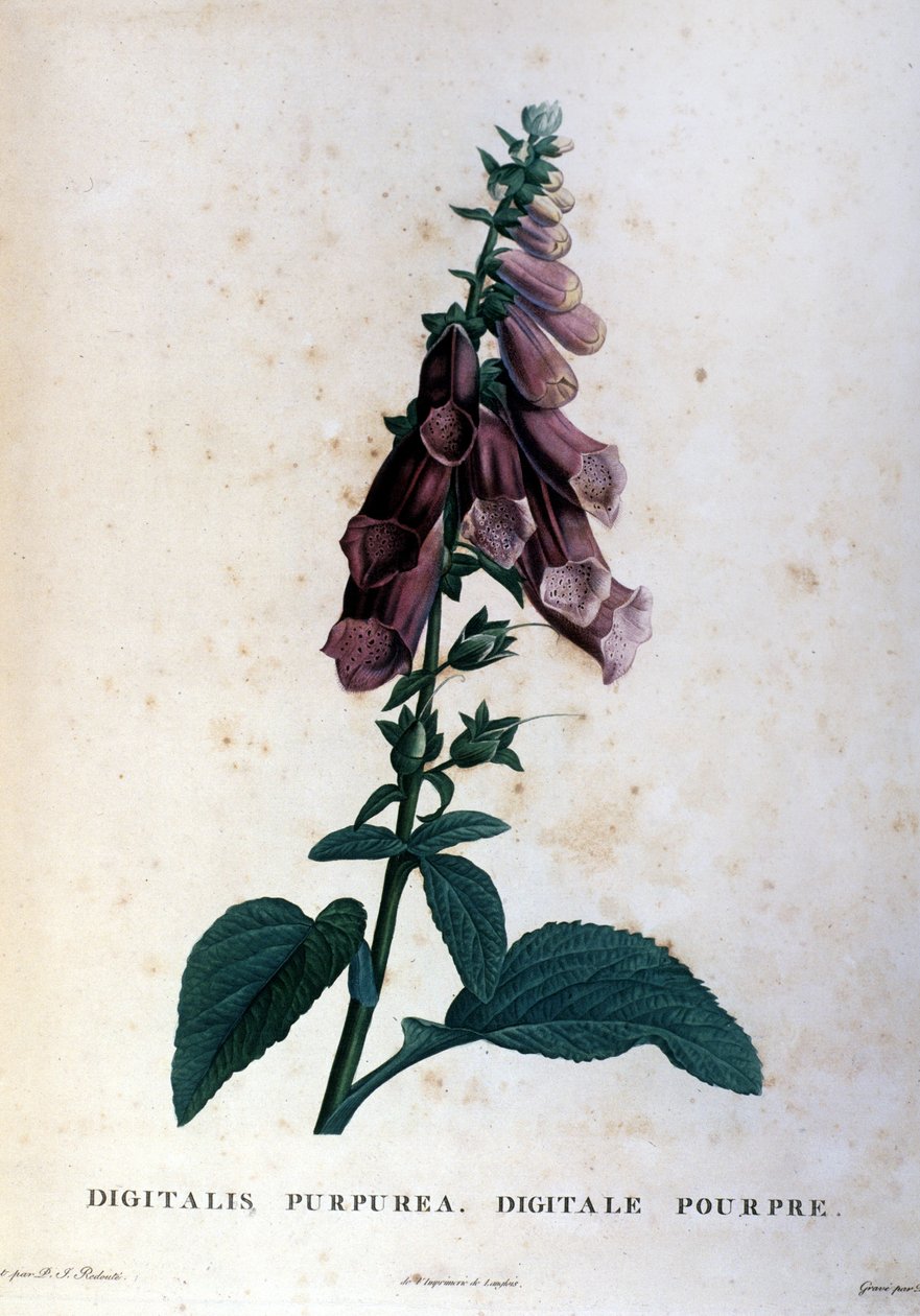 Violetti digitaalinen. 1800-luvun herbaario. tekijältä Unknown artist