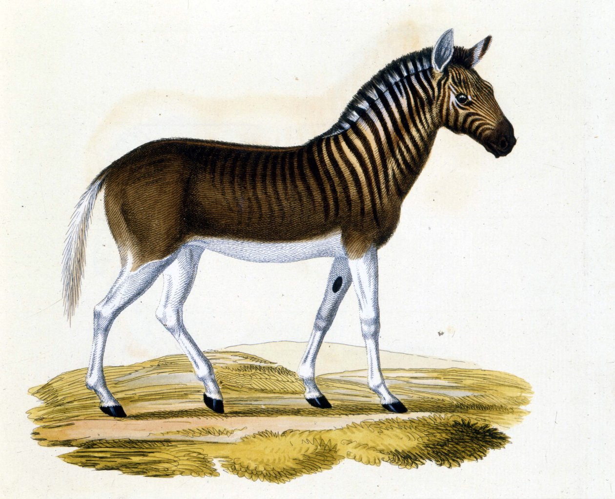 Eläin quagga (couagga) katosi noin vuonna 1870: se oli hevosen ja seepran lähellä oleva nisäkäs, jolla oli raidat kaulassa ja päässä. Kaiverrus 1800-luvun lopulta. tekijältä Unknown artist