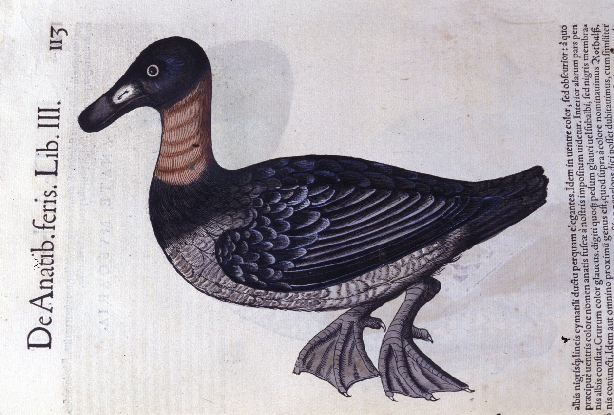 Punakaula-ankka Historia animaliumin mukaan kirjoittanut Konrad Gesner, Tiguri tekijältä Unknown artist