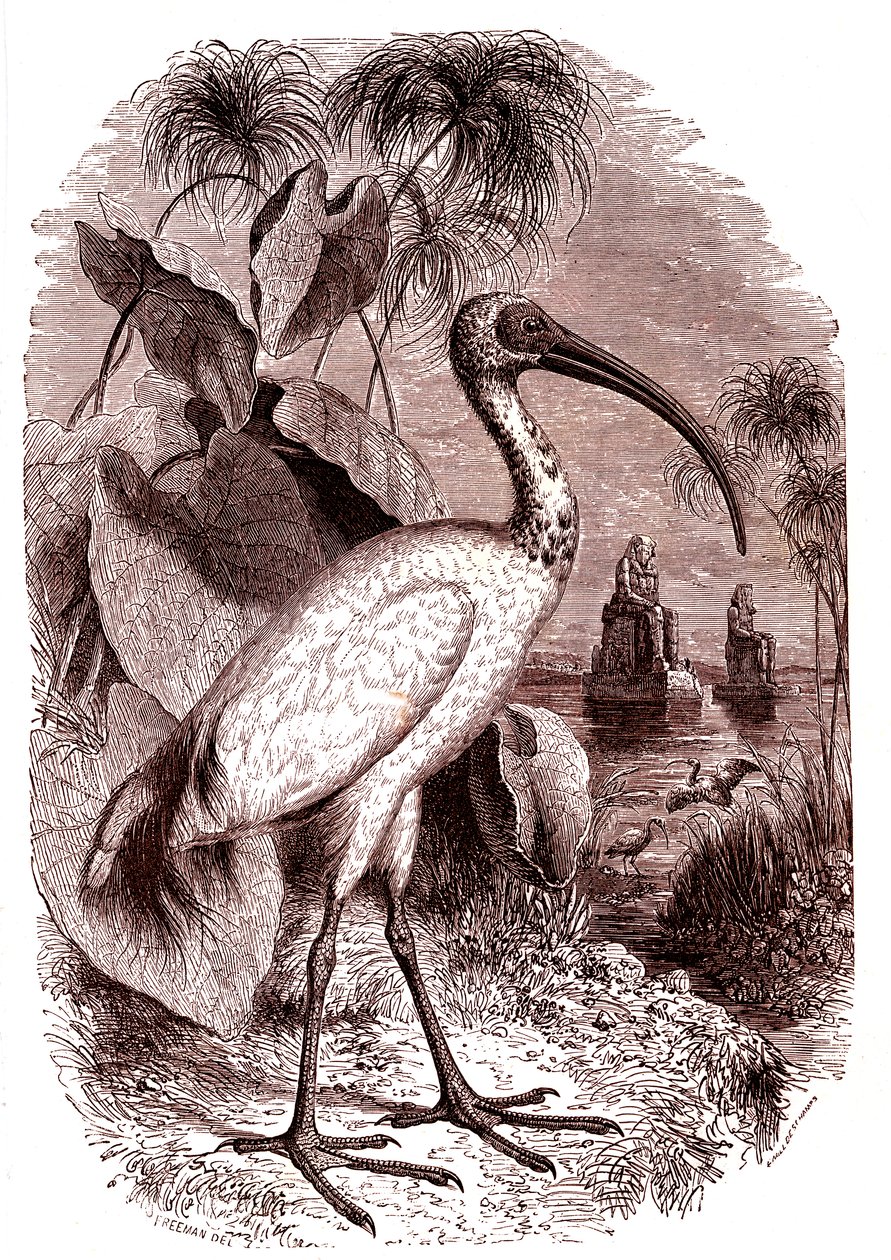 Egyptiläisten pyhä ibis tekijältä Unknown artist