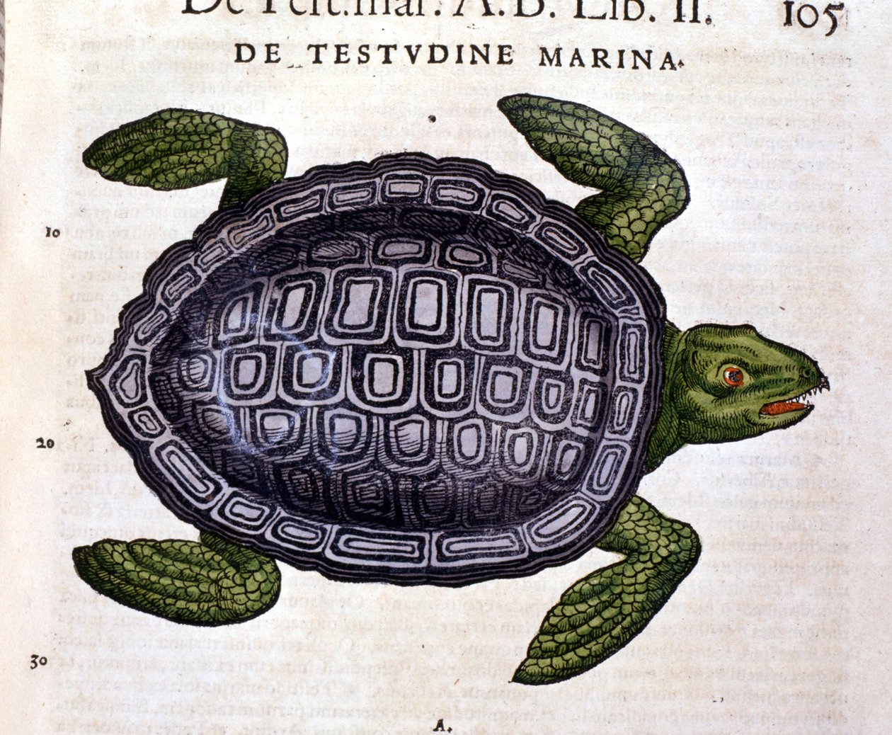 Merikilpikonna Conrad Gesnerin Historia Animaliumin mukaan, Tiguri 1560 tekijältä Unknown artist