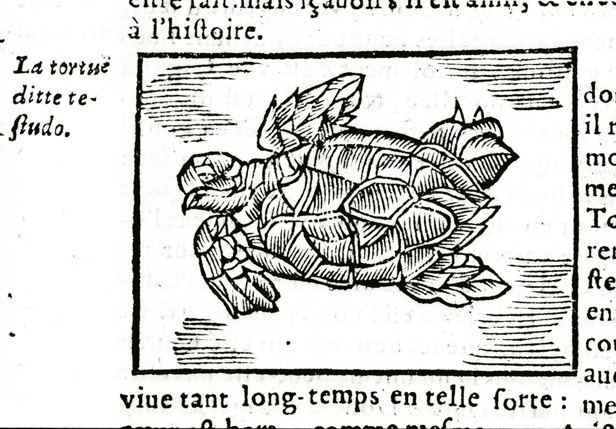 Merikilpikonna Gerolamo Cardanon (Cardanus Hieronymus) (Cardan) traktaatin "" De la subtlite" mukaan, painettu Rouenissa vuonna 1642. tekijältä Unknown artist