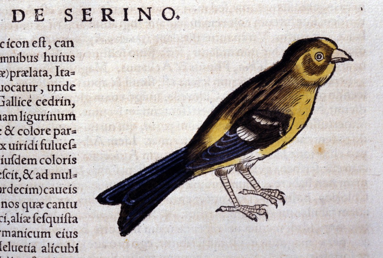 Konrad Gesnerin, Tigurin, serin d