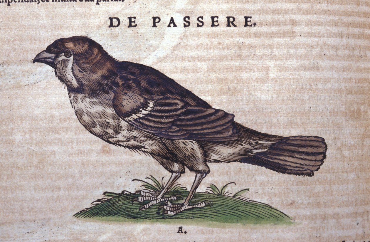 Varpunen Historia Animaliumissa, kirjoittanut Conrad Gesner (1516 - 1565), Tiguri tekijältä Unknown artist