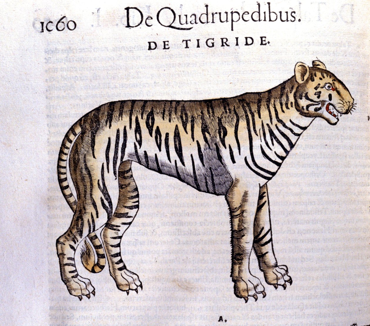 Tiikeri - Historia Animaliumissa, kirjoittanut Conrad Gesner (1516 - 1565), Tiguri tekijältä Unknown artist