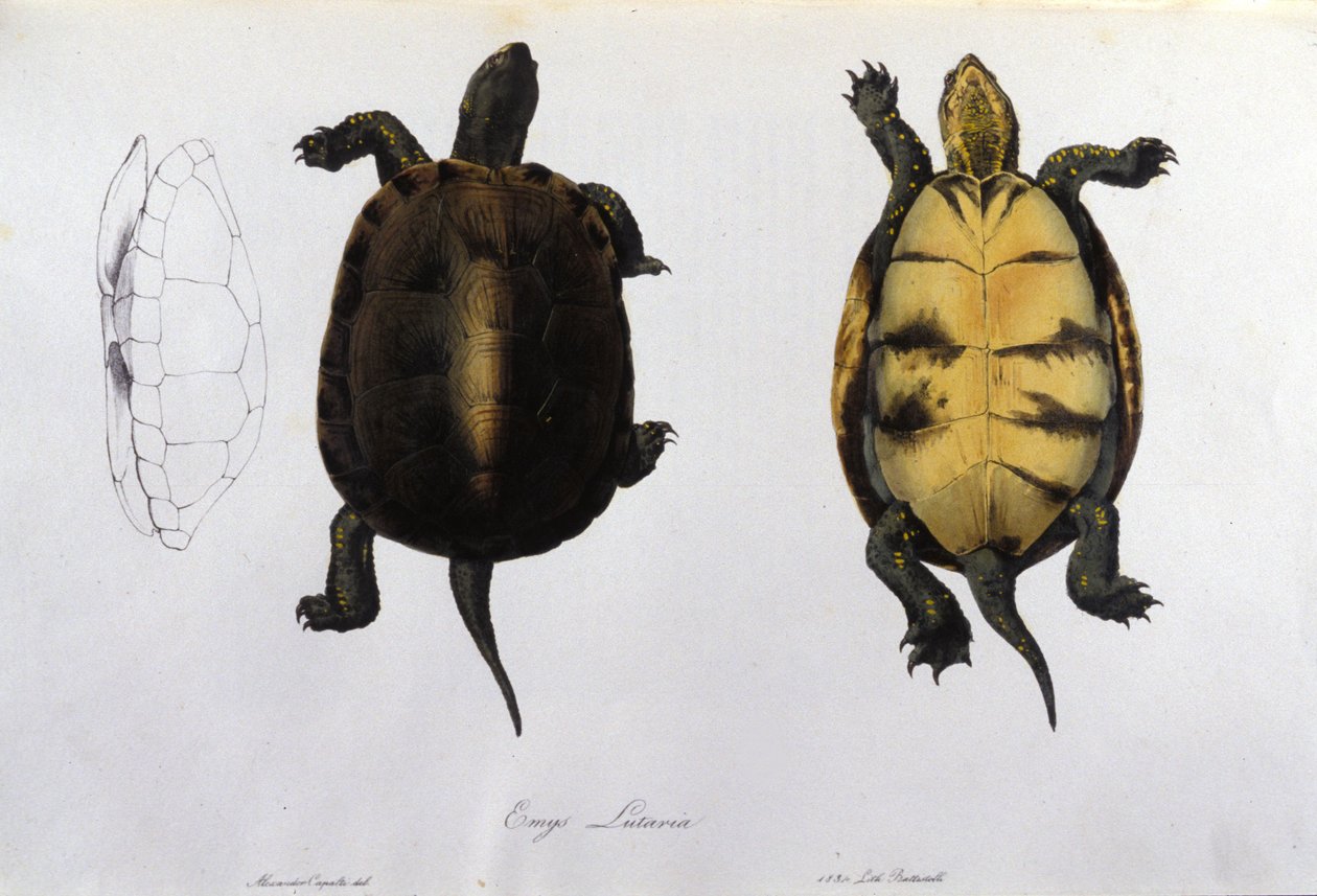 Malariakilpikonna Emys Lutaria Bonaparten Fauna Italican mukaan. Milano tekijältä Unknown artist