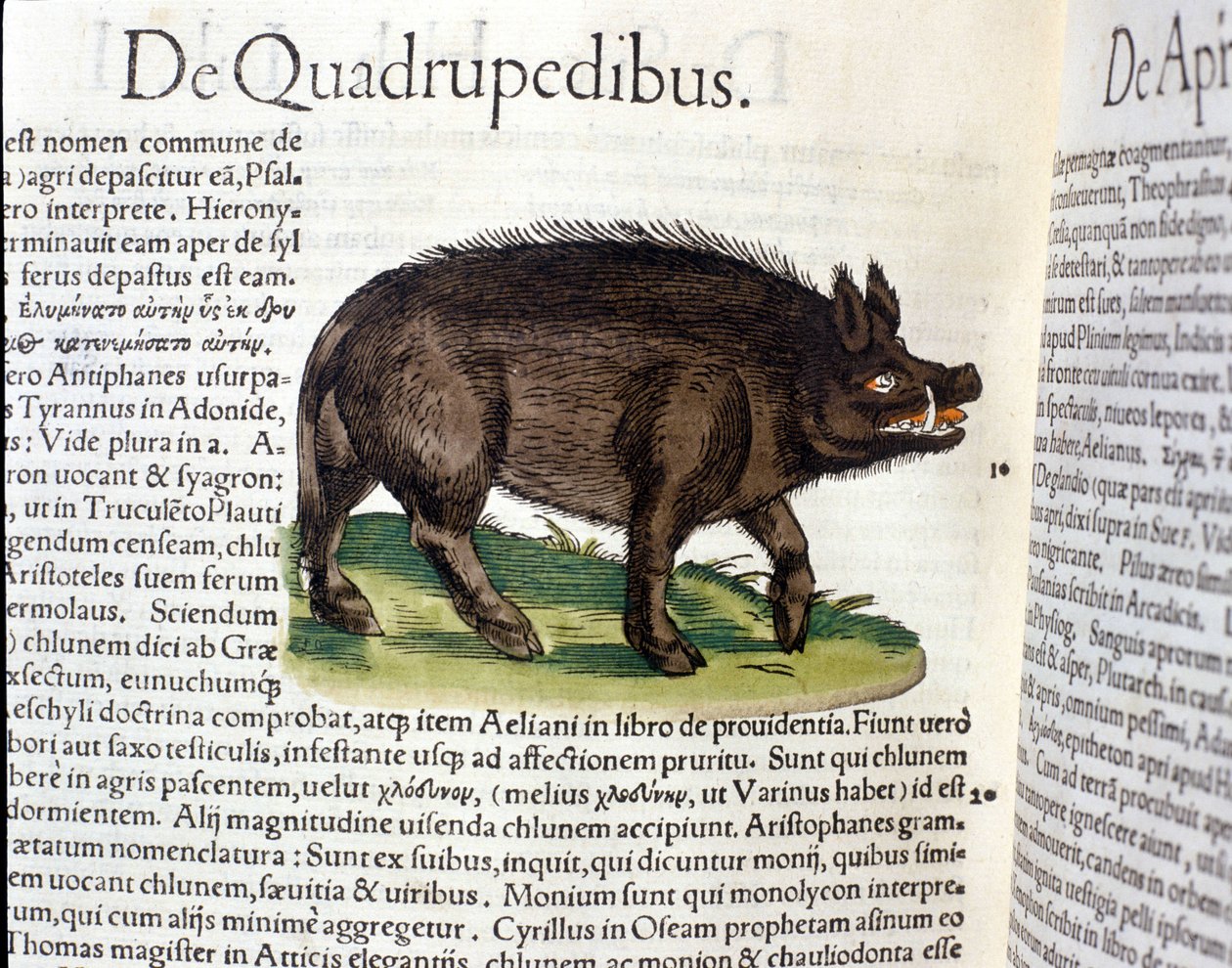 Villisika Conrad Gesnerin Historia Animaliumin mukaan, Tiguri 1560. Biblioteca Nazionale Braidense. Milano tekijältä Unknown artist
