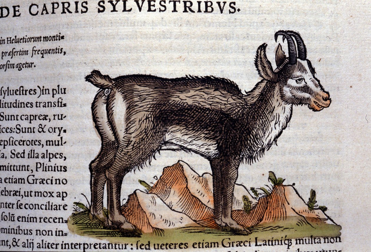 Villivuohi Historia animaliumin mukaan kirjoittanut Konrad Gesner, Tiguri tekijältä Unknown artist