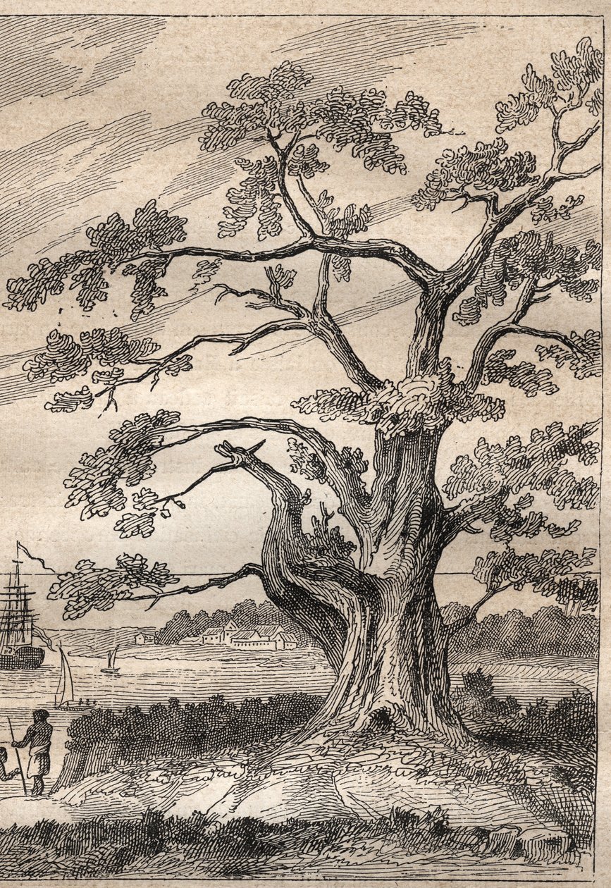 Kapteeni James Cookin (1728-1779) kolmas matka (1776-1779): puu, jonka alla Cook tarkkaili Venuksen kulkua - kuva otettu teoksesta "1700-luvun suuret merenkulkijat" tekijältä Unknown artist