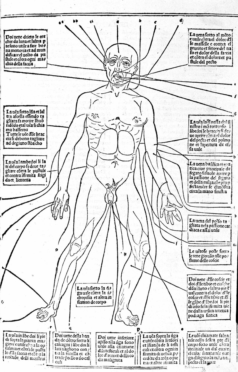 Tämä kuva näyttää kehon paikat tai harjoittele verenvuotoa kivusta riippuen. Gerolamo Cardanon (Cardanus Hieronymus), Firenzen tutkielma lääketieteestä tekijältä Unknown artist