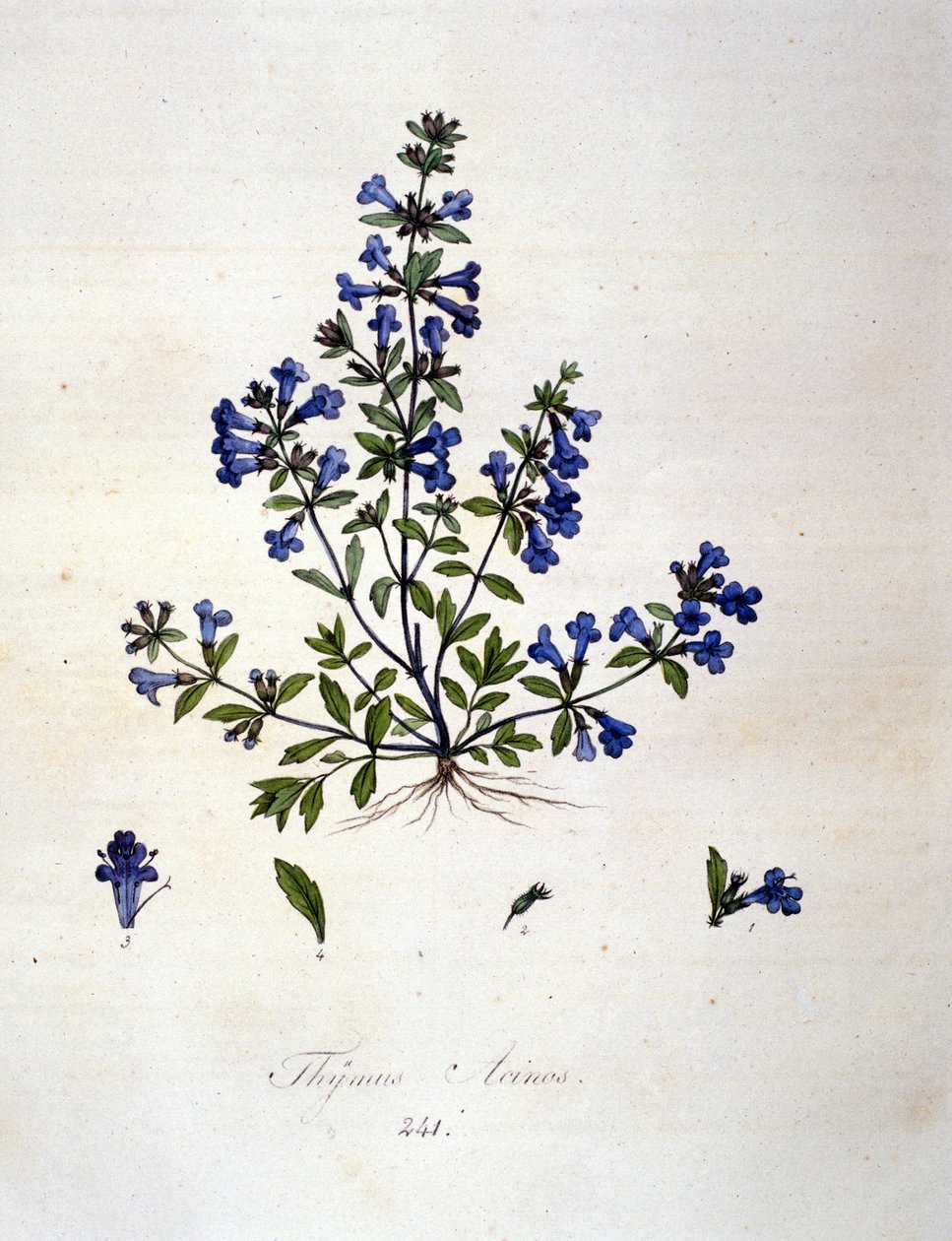 Timjami. 1800-luvun kaiverrus. tekijältä Unknown artist