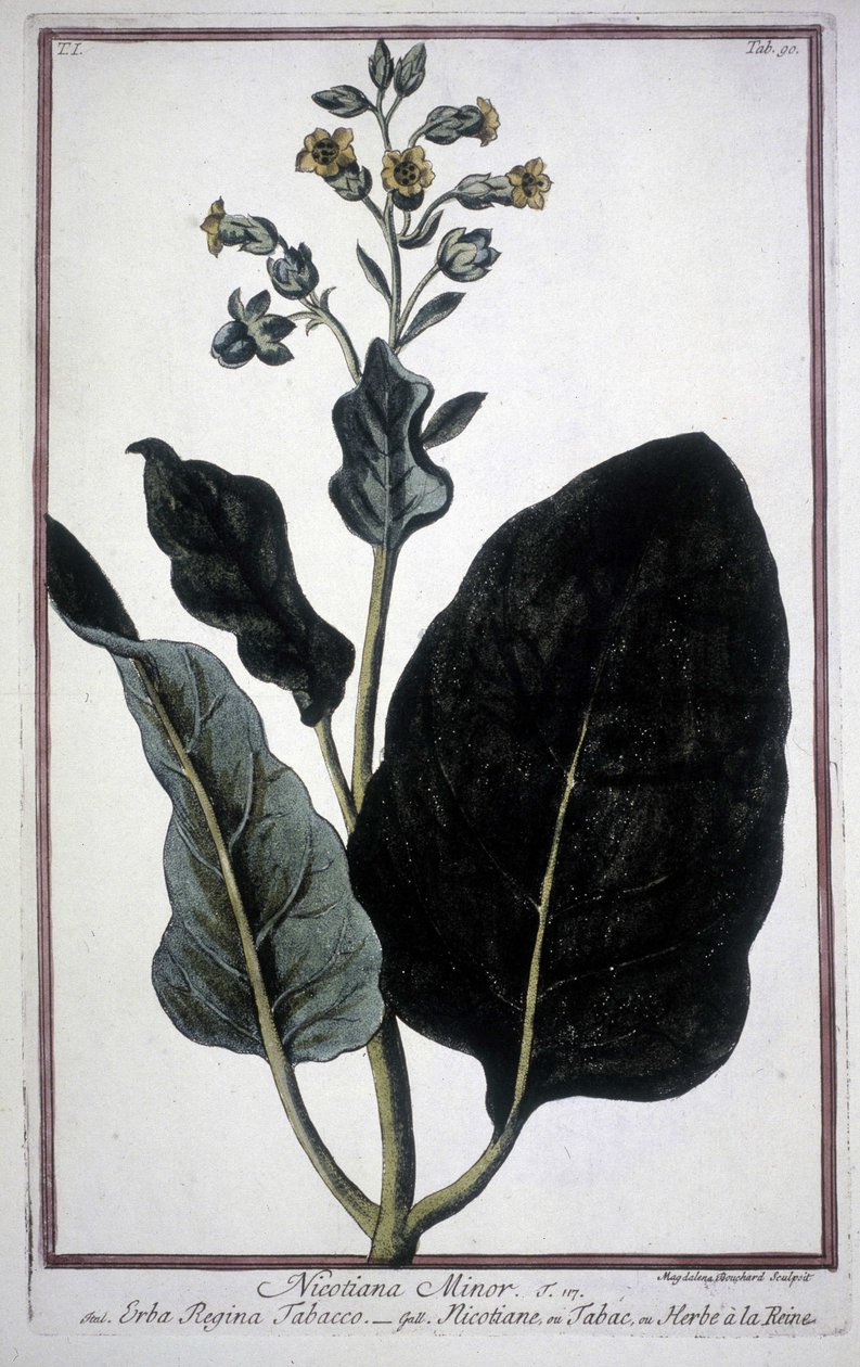Tupakanlehti ja kukka (Nicotiana Minor) 1800-luvun herbaariossa. tekijältä Unknown artist