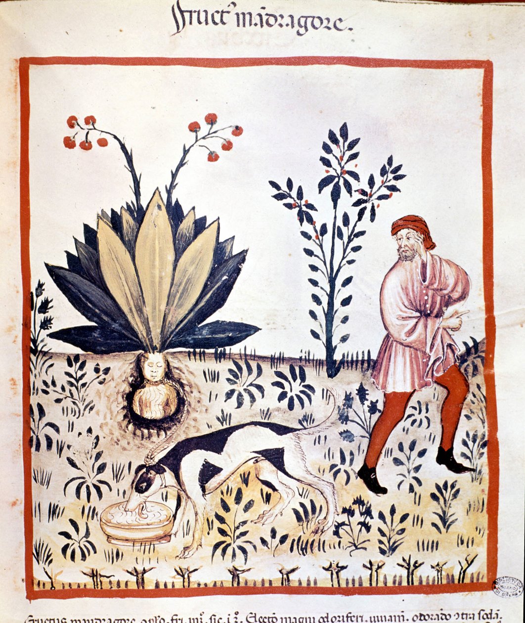 Lääketieteen tutkielma "Tacuinum sanitatis""" 1300-luku. Hae Mandrake. Bibiloteca Nazionale Braidense. Milano tekijältä Unknown artist