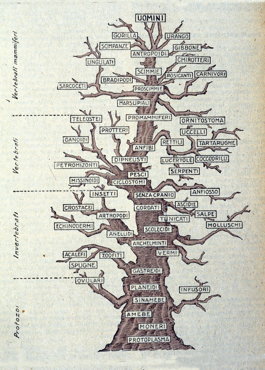 Evoluutiopuu tai kuvitettu taulu, joka edustaa eläinkunnan luokittelua. tekijältä Unknown artist