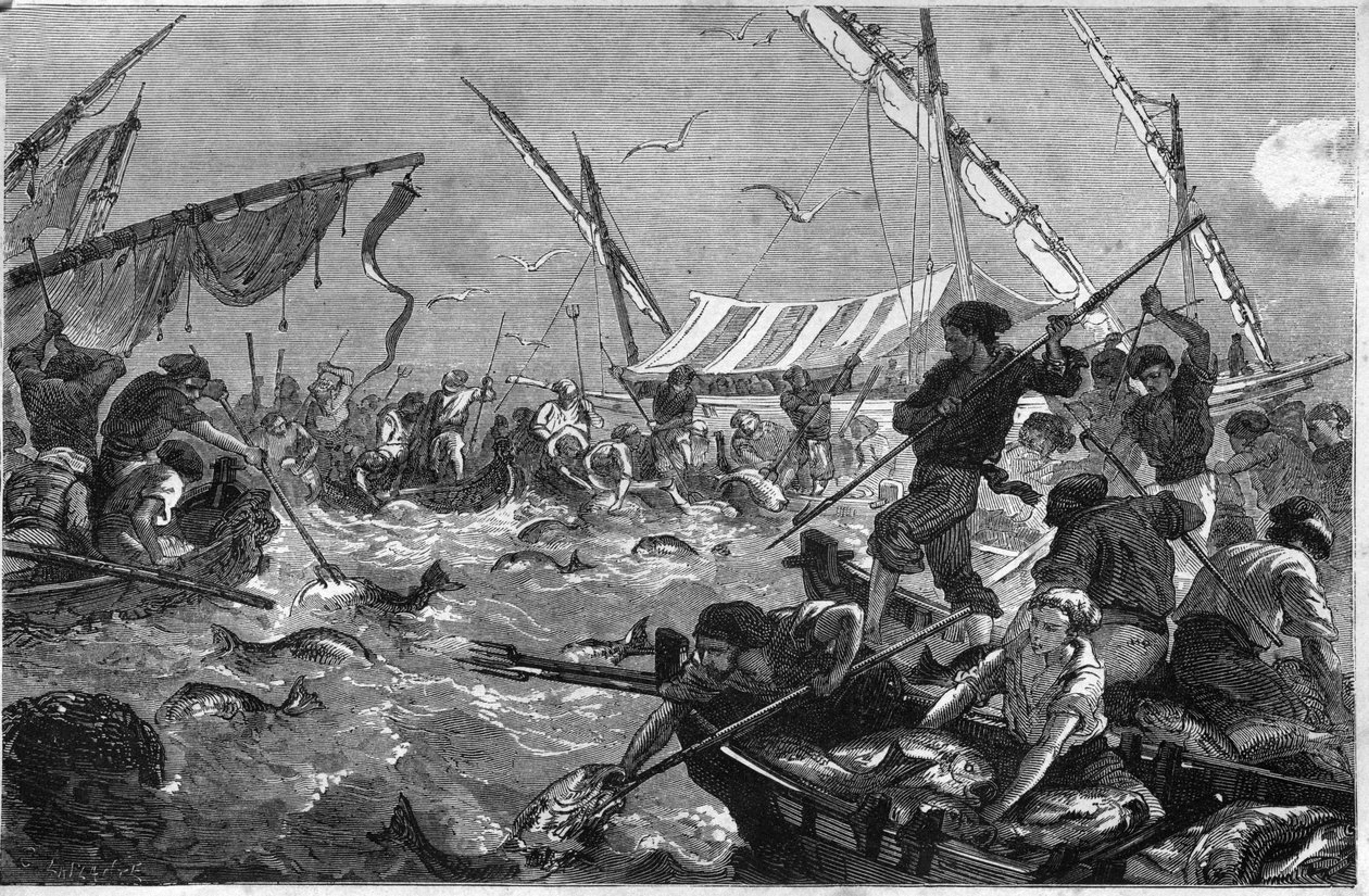 Tonnikalan kalastus (Pesca al tonno) Provencen rannikolla. tekijältä Unknown artist