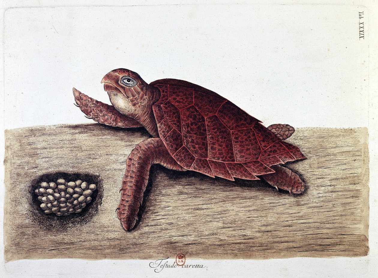 Kilpikonna ja sen munat - luonnonhistoriallinen taulu, B.N. tekijältä Unknown artist