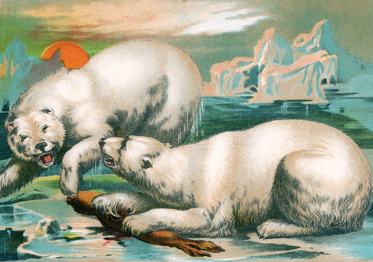 Kaksi jääkarhua taistelevat sinetistä tekijältä Unknown artist