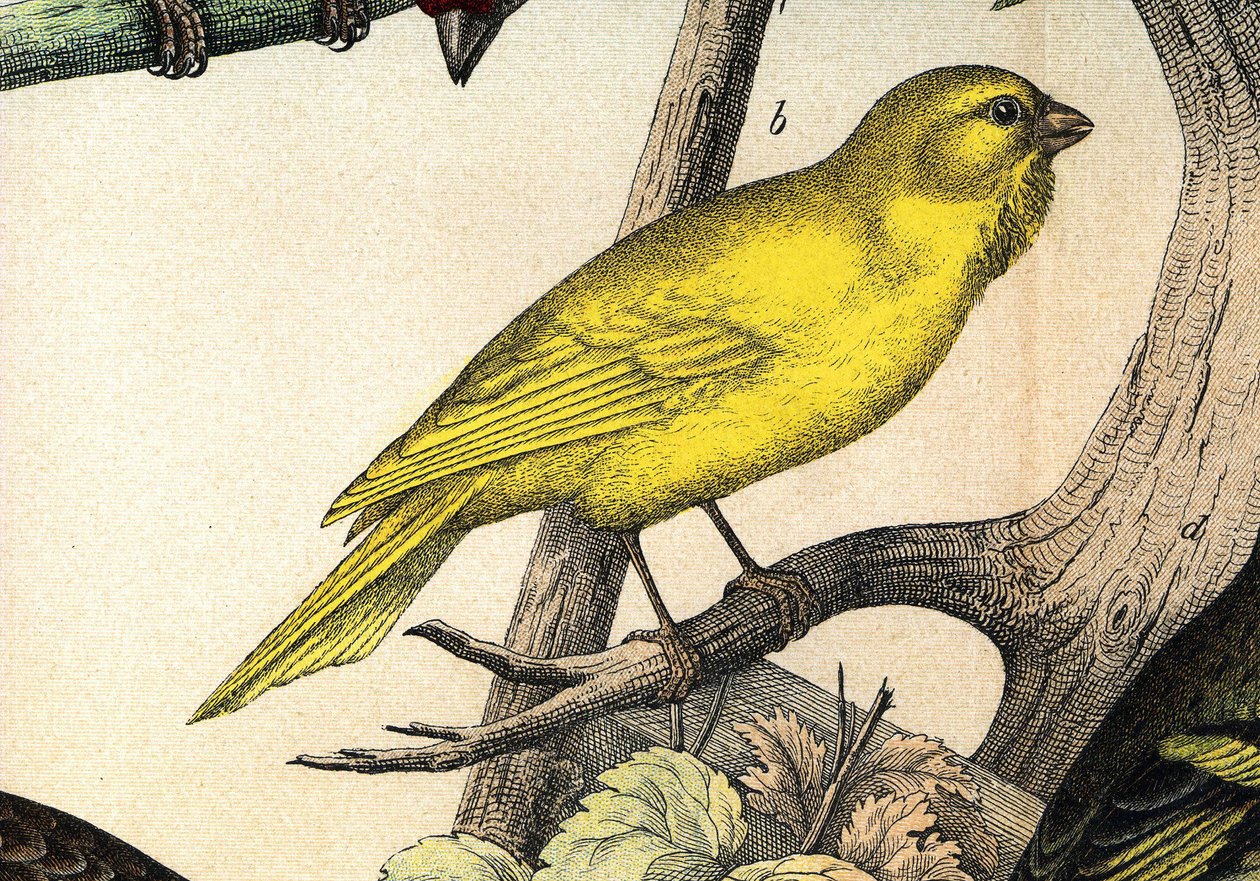 Kanarianlehti - kirjassa "Lintujen luonnonhistoria", toim. Hoepli, Milano tekijältä Unknown artist