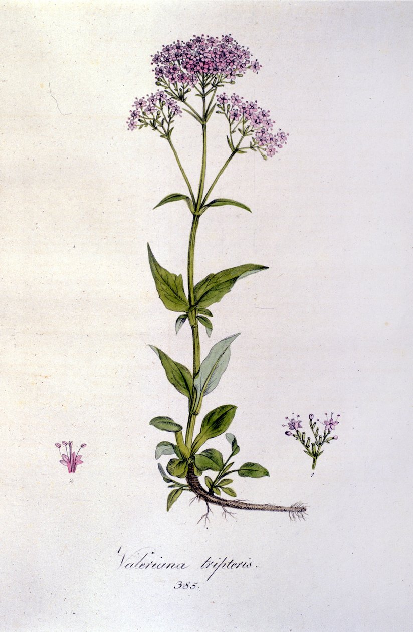 Valerian. 1800-luvun kaiverrus. tekijältä Unknown artist