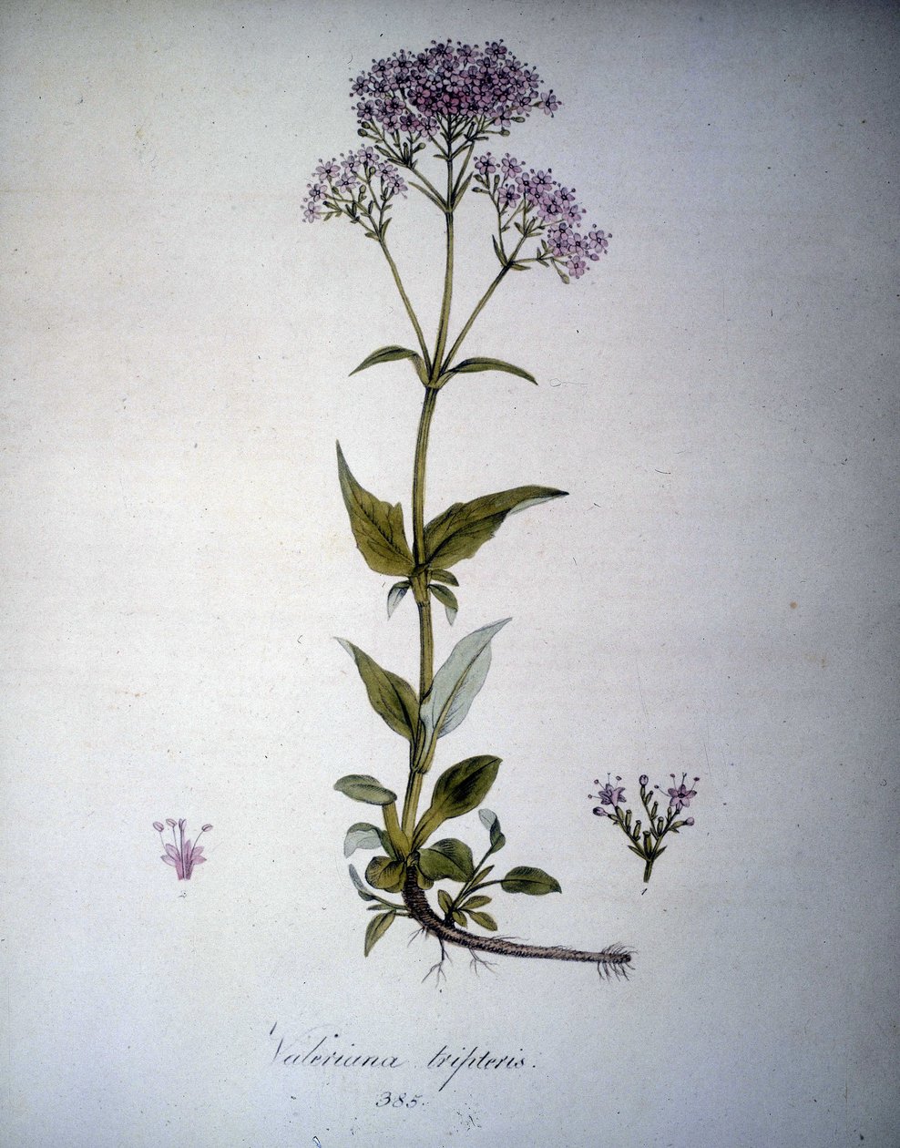 Valeriana mauve tai Valeriana tripteris. 1800-luvun herbaario. tekijältä Unknown artist