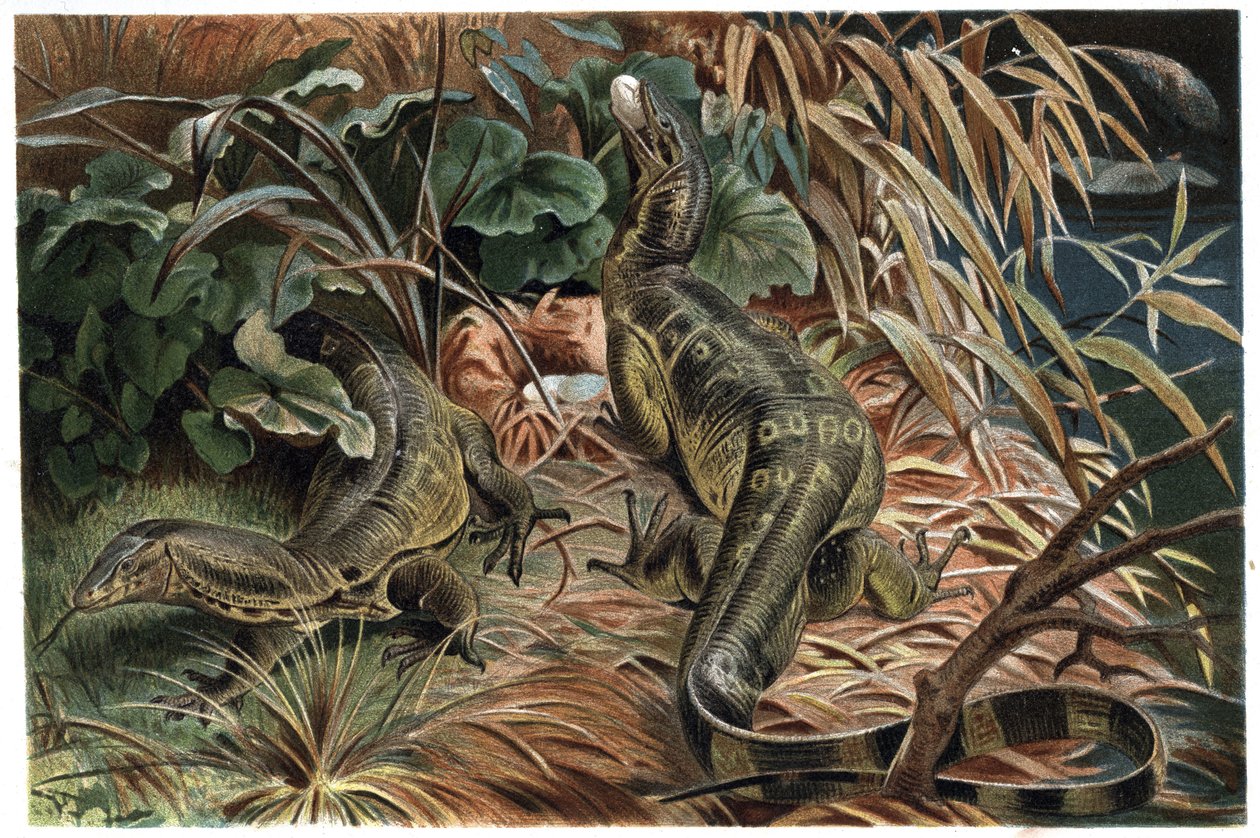 Varan - Valvontalisko (Varanus) - kaiverrus Alfred Edmund Brehmin (1829-1884) teoksesta "" Brehm