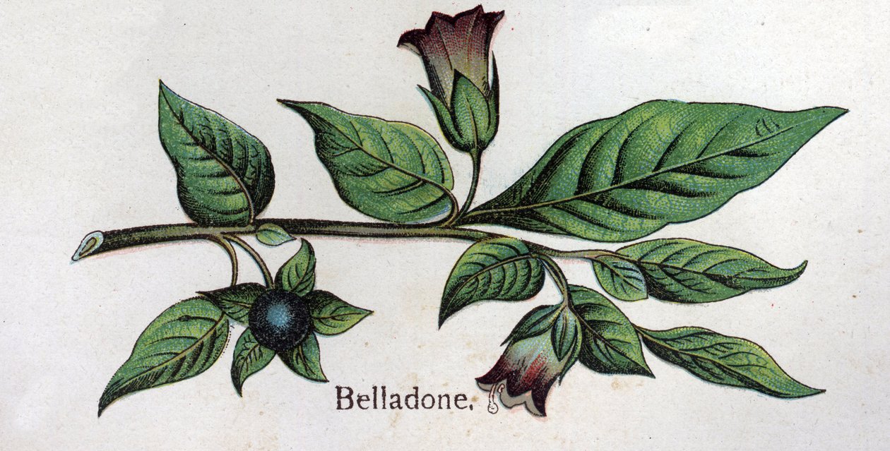 Venenous kasvitieteelliset kasvit: Belladonna. Friedrich Eduard Bilzin (1842-1922) kaiverrus tekstiin "Luonnollinen lääketiede" tekijältä Unknown artist