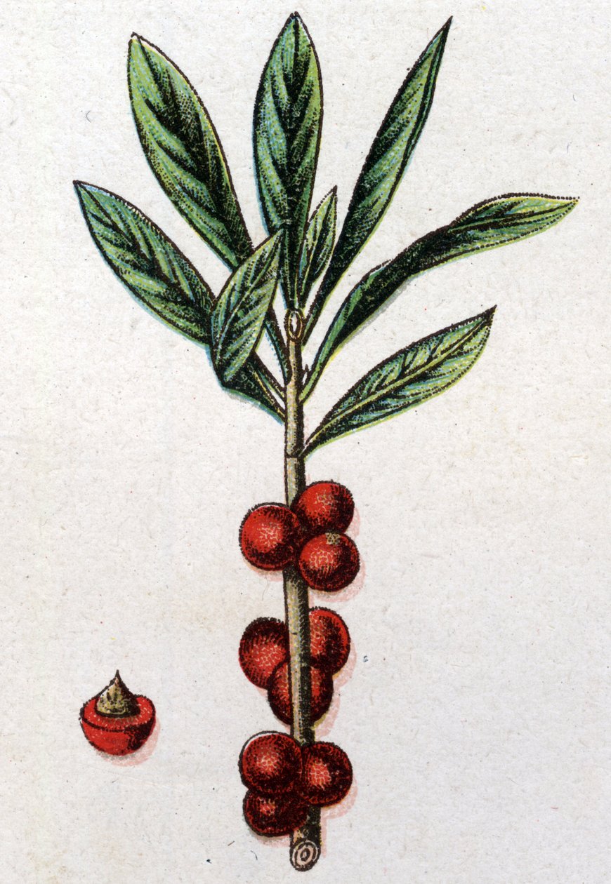 Kasvitieteiset kasvit: Daphne Mezereon. Friedrich Eduard Bilzin (1842-1922) kaiverrus tekstiin "Luonnollinen lääketiede" tekijältä Unknown artist