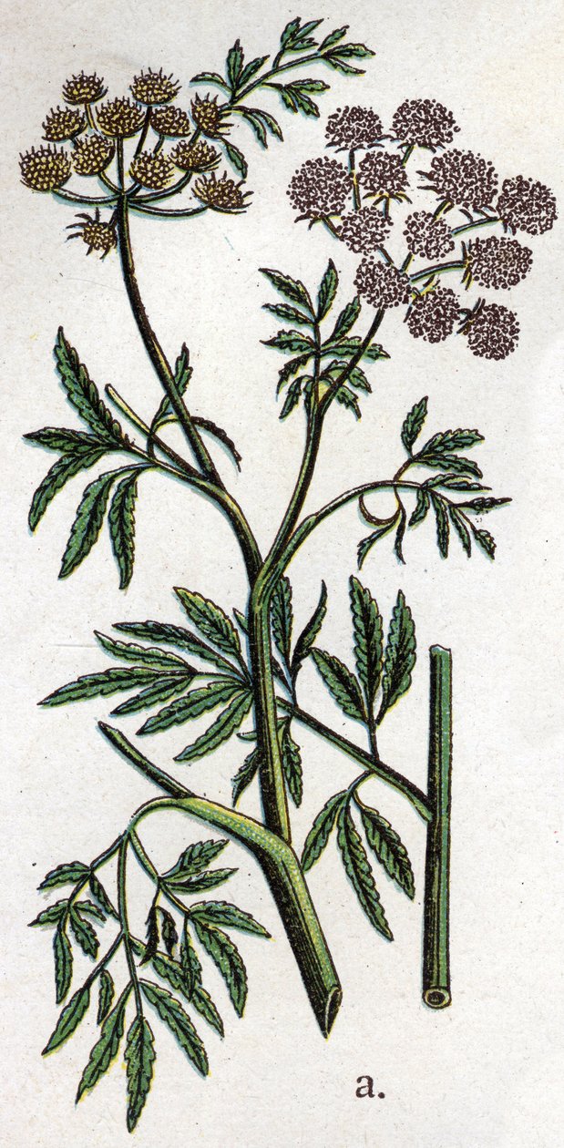 Myrkylliset kasvitieteelliset kasvit: vesihelma tai vesihemlock, joka tunnetaan myös nimellä rautahelma (Cicuta virosa). Friedrich Eduard Bilzin (1842-1922) kaiverrus tekstiin "Luonnollinen lääketiede" tekijältä Unknown artist