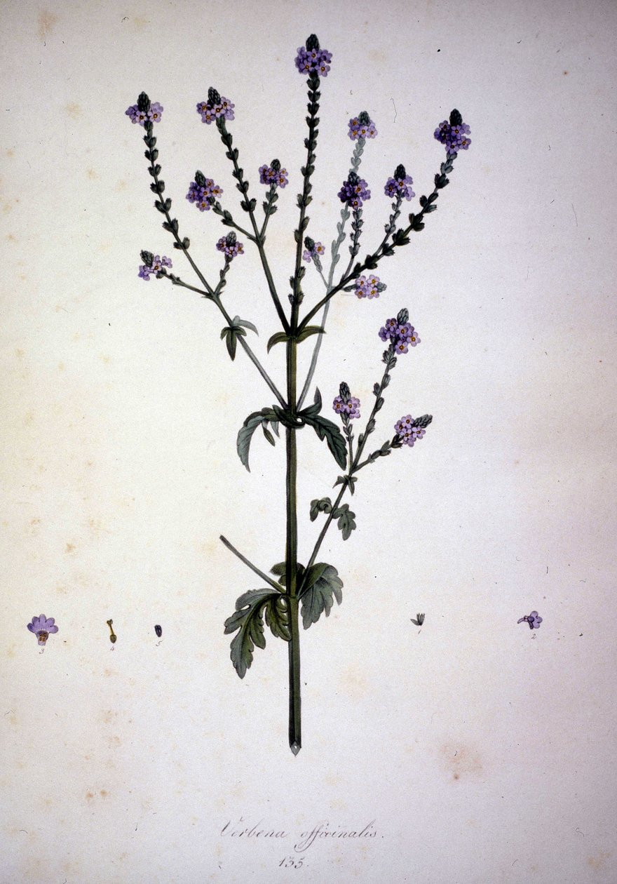 Verbena officinalis (Verbena officinale). 1800-luvun herbaario. tekijältä Unknown artist