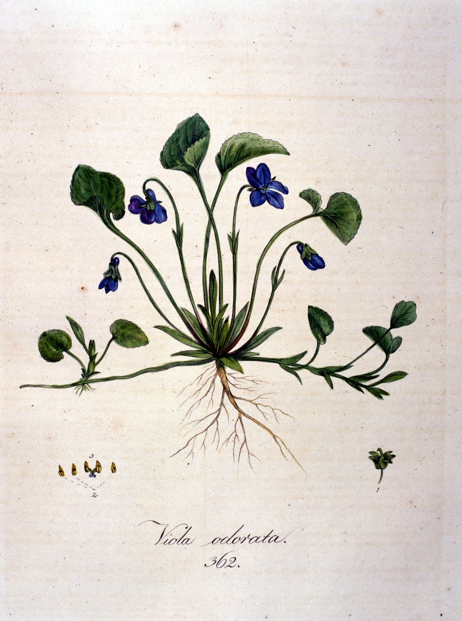 Violetti. 1800-luvun kaiverrus. tekijältä Unknown artist