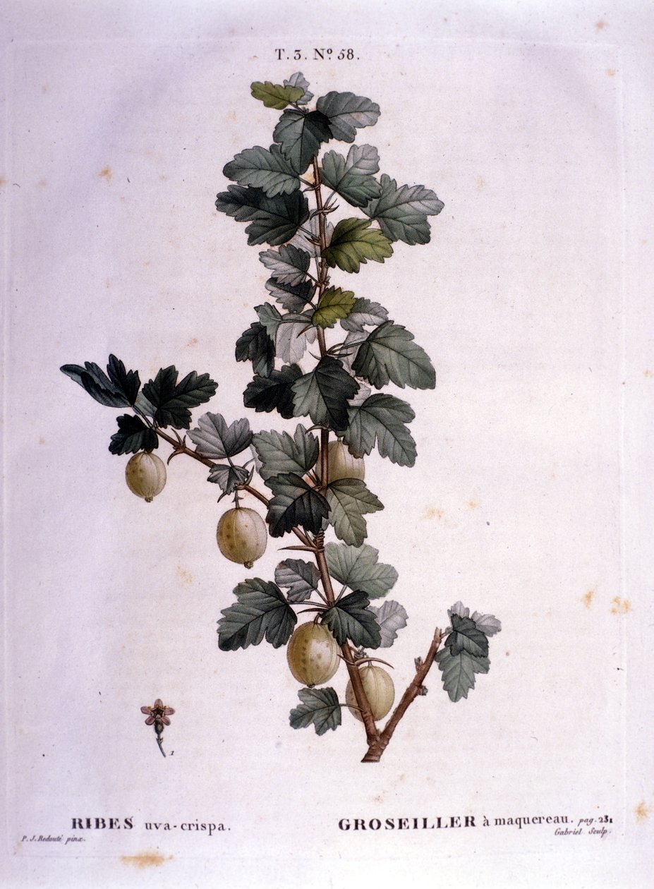 Valkoherukka tai makrilli: 1800-luvun kasvitieteellinen kartonki. tekijältä Unknown artist