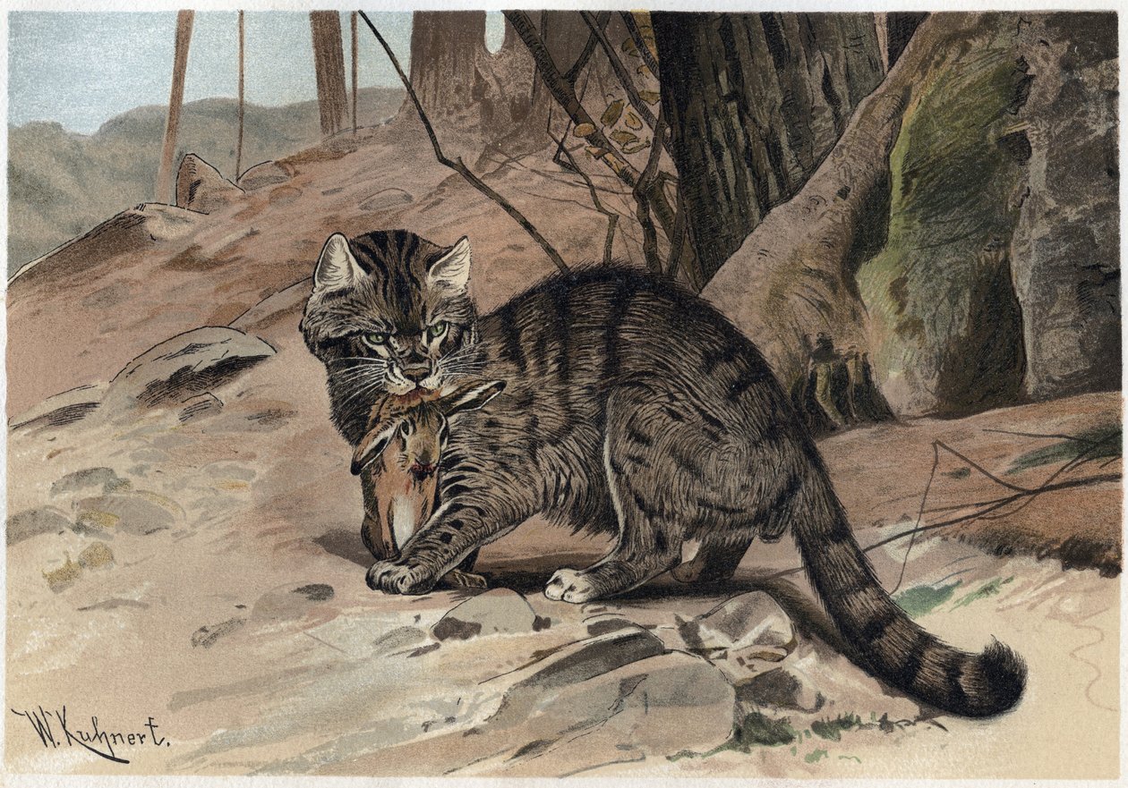 Villikissa - Villikissa (Felis silvestris) - kaiverrus Alfred Edmund Brehmin (1829-1884) "" Brehmin elämästä eläinten elämästä" tekijältä Unknown artist