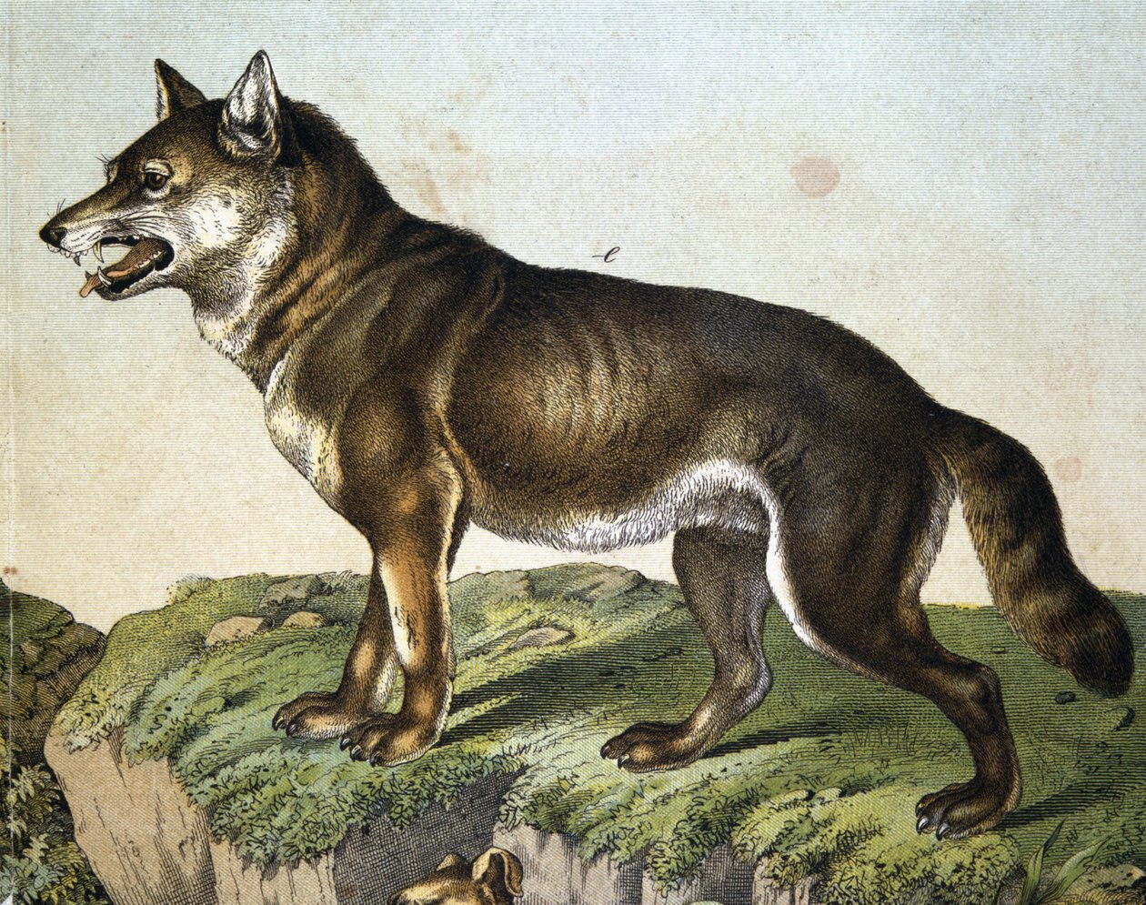 Wolf - julkaisussa "Nisäkkäiden luonnonhistoria", toim. Schreiber, München tekijältä Unknown artist