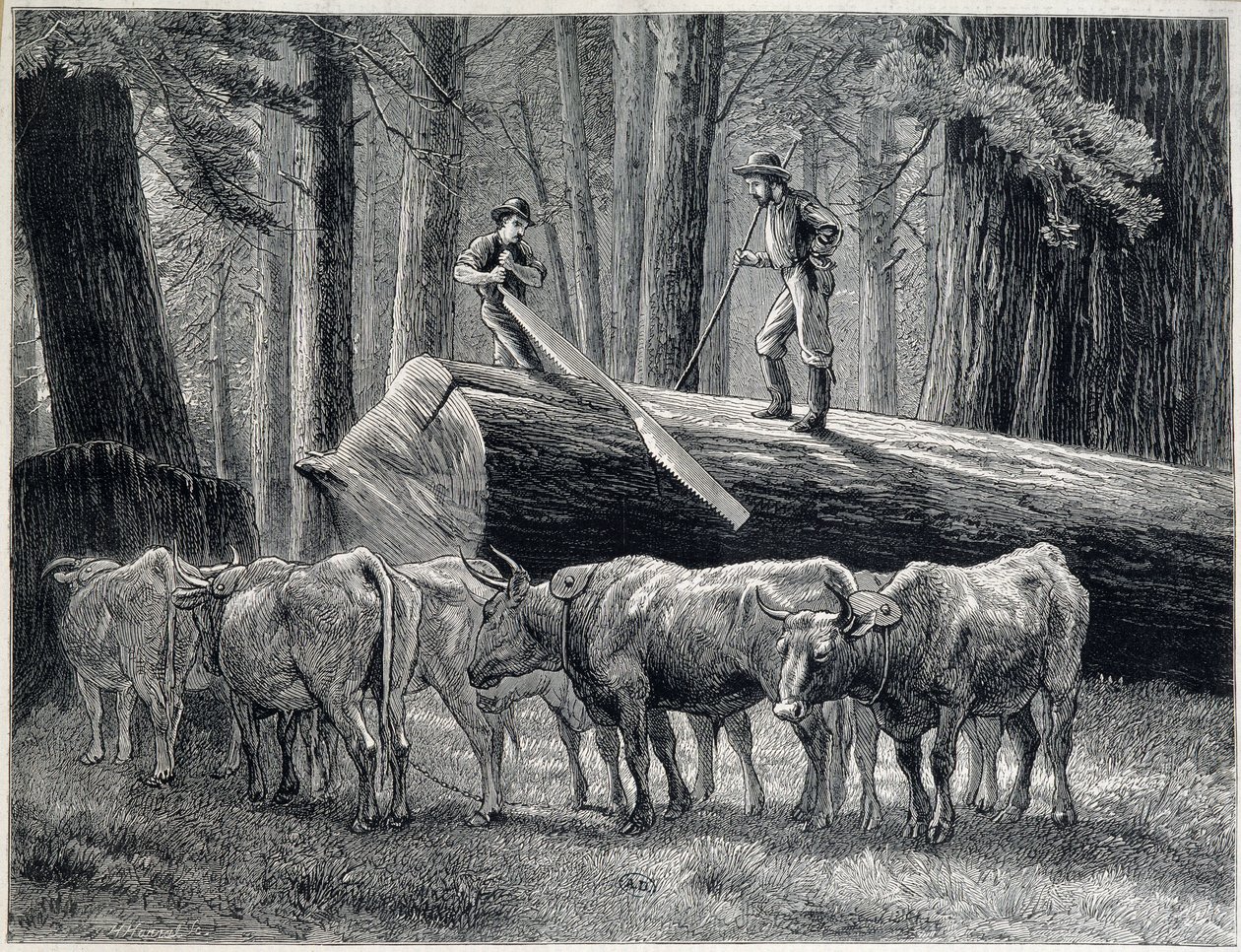 Puunleikkurit punapuumetsässä Kaliforniassa - kaiverrus tekijältä Unknown artist