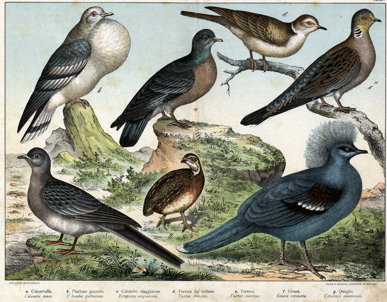 a: Kolumbian kyyhky (Columba oenas), b: Mongolian kyyhky (Columba gutturosa), c: Muuttolintu (Etopistes migratoria), d: Turkkikyyhky (Turtur risorius), e: Metsäkyyhky (Turtur auritus), f: Goura (Goura) kruunu), g: Vehnäviiriäinen (Quail common) - in "" tekijältä Unknown artist