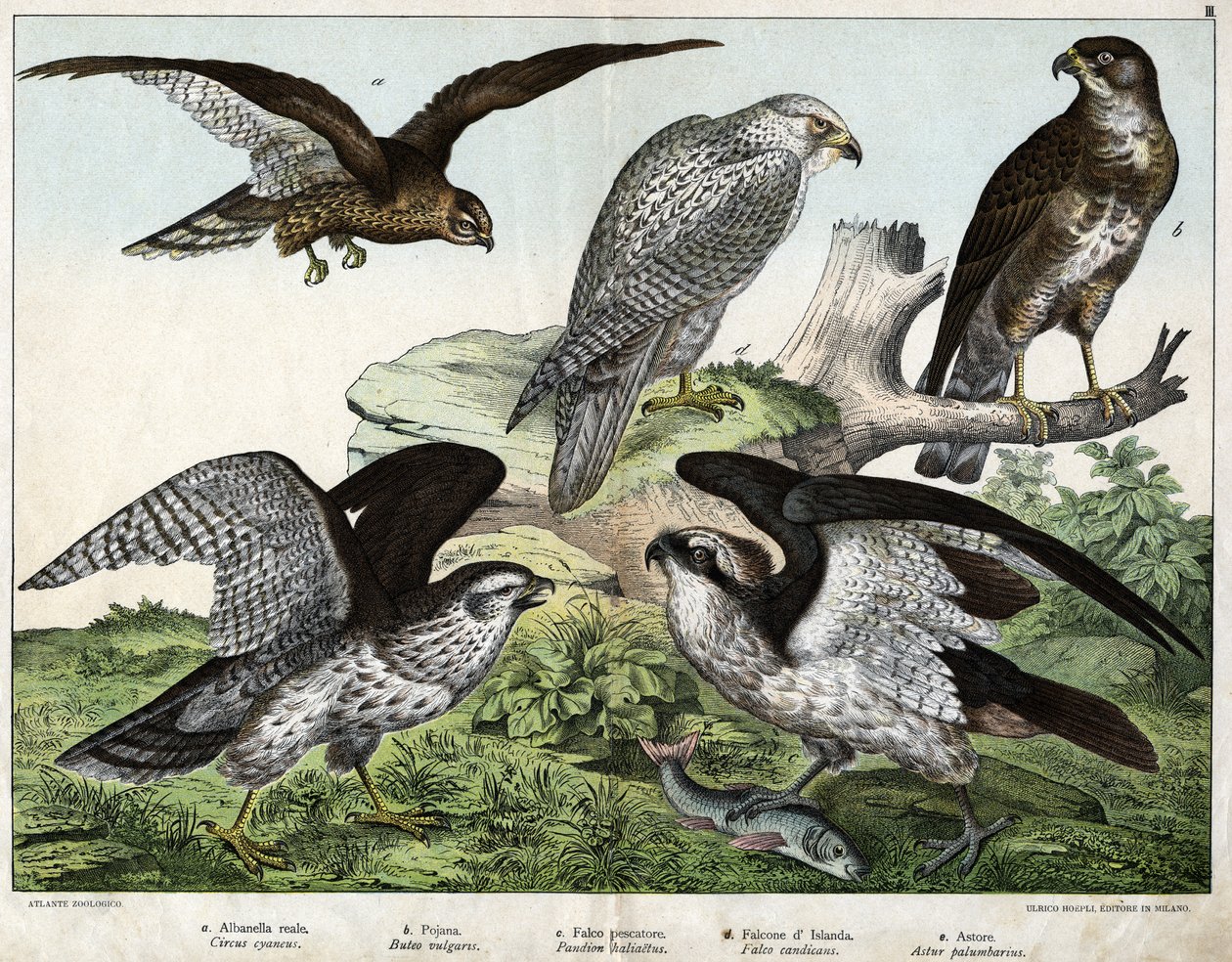 a: Kotka tai kuninkaallinen busard, b: suutin, c: kalastajahaukka, d: Islanninhaukka, e: ympärillä = astore - julkaisussa "Natural History of Birds", toim. Hoepli, Milano tekijältä Unknown artist