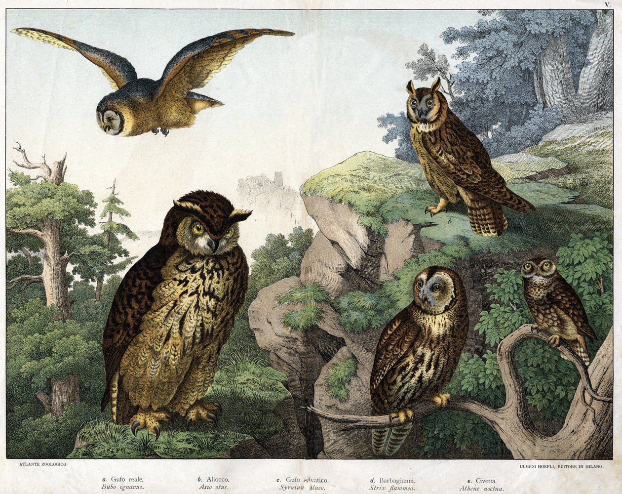 a: Kultainen pöllö (Bubo cowardus), b: Hulotte (kissa-huant) (Asio-kuori), c: Villipöllö (Syrnium aluco), d: Pöllö (Strix flammea), e: Pöllö (Athene-pöllö) - "Luonnollinen" Lintujen historia", toim. Hoepli, Milano tekijältä Unknown artist