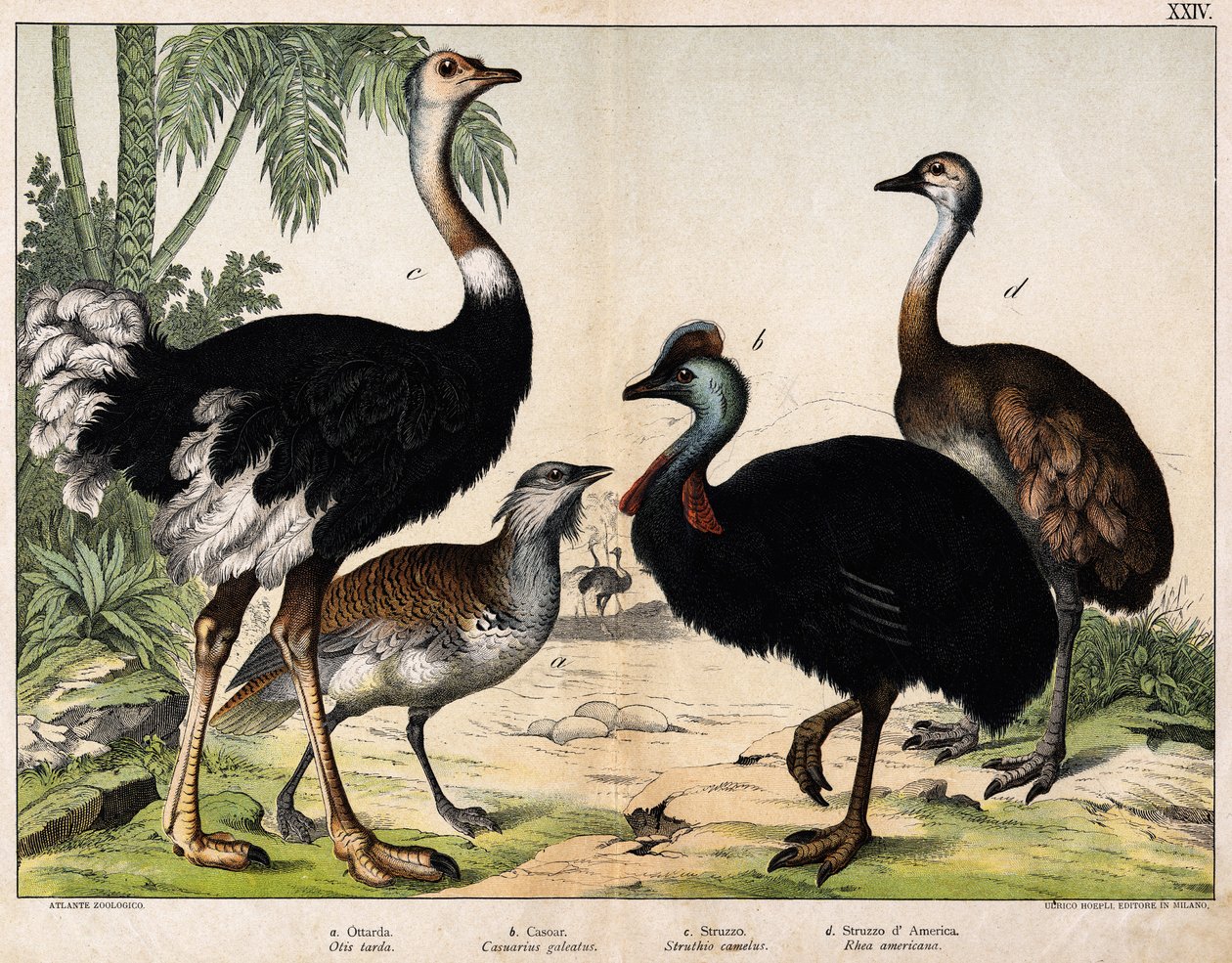 a: Grance bustard (Late Otis), b: Cassoar (Casarius galeatus), c: Afrikkalainen strutsi (Struthio camelus), d: Nandon (American Rhea) - Teoksessa “” Natural History of Oideals”, toim. Hoepli, Milano tekijältä Unknown artist