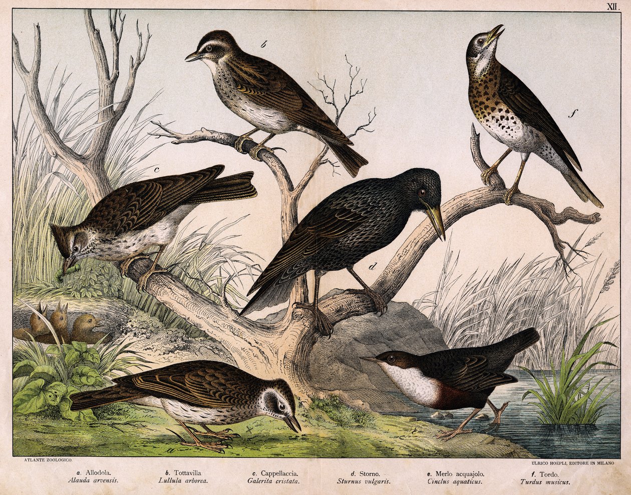 a: Pohjoinen kiuru (Lark arvensis), b: Lulu kiuru (Lullula arborea), c: Cappellaccia (Galerita cristata), d: Sansonnet kottarainen (Sturnus vulgaris), e: ankka (Cinclus aquaticus), f: sammas (Turdus musicus) - julkaisussa "Lintujen luonnonhistoria", toim.  tekijältä Unknown artist