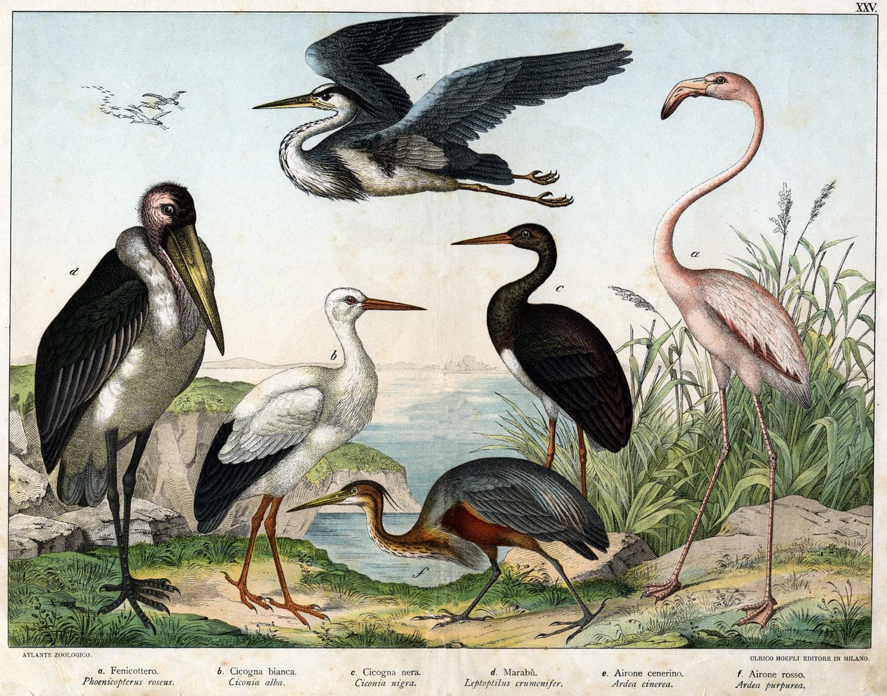 a: Phenicopterer tai Flamingo (Phoenicopterus roseus), b: Valkohaikara (Ciconia alba), c: Musta haikara (Ciconia migra), d: Marabout (Leptoptilus crumenifer), e: Valkohaikara (Ardea cinerea), f: Punahaikara ( Ardea purpurea) - "Lintujen luonnonhistoriassa" tekijältä Unknown artist